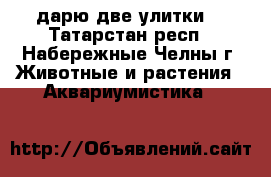 дарю две улитки  - Татарстан респ., Набережные Челны г. Животные и растения » Аквариумистика   